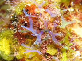 26 Y Branched Algae IMG 4078